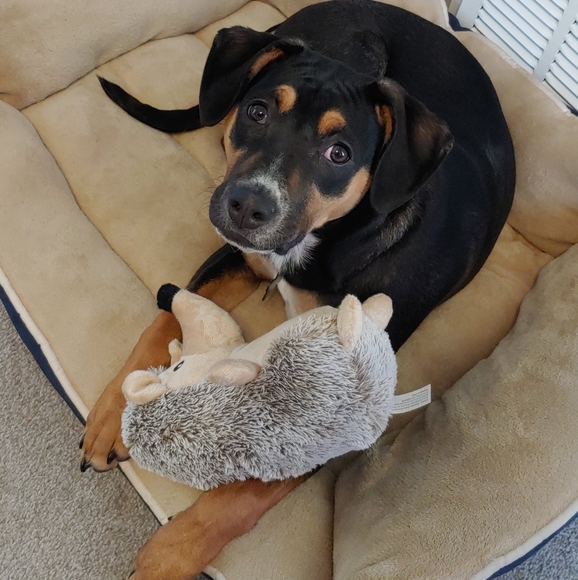 🐱 pet friendly closet 🐕 - Picture 5 of 6